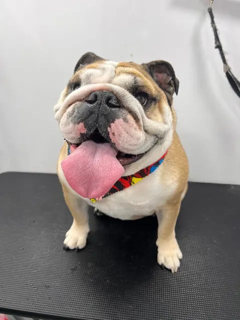 Groomed bulldog